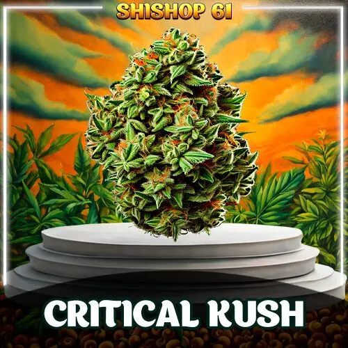 Critical kush [VHQ]