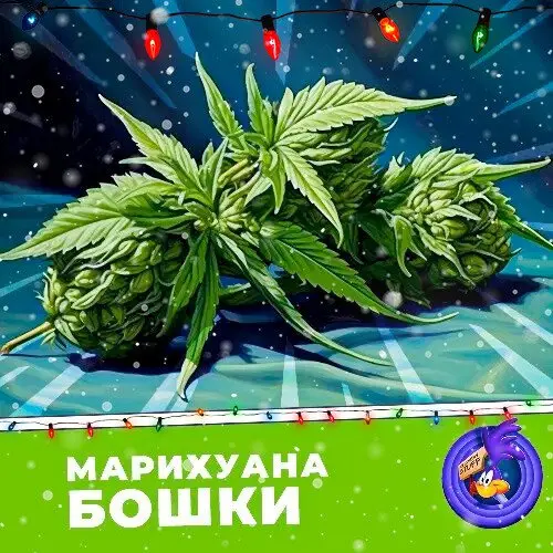 НЕ ИЩИ ДРУГИХ! ЗАХОДИ! 🍀 Бошки - только эксклюзивные сорта